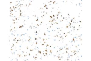 Immunocytochemistry (ICC) image for anti-CD14 (CD14) (AA 20-352) antibody (ABIN7453998) (Recombinant CD14 anticorps  (AA 20-352))