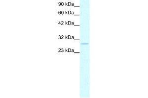 WB Suggested Anti-PHB Antibody Titration:  0. (Prohibitin anticorps  (C-Term))