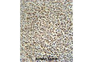 ZC12A antibody (Center) immunohistochemistry analysis in formalin fixed and paraffin embedded human spleen tissue followed by peroxidase conjugation of the secondary antibody and DAB staining. (ZC3H12A anticorps  (Middle Region))