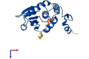 AlphaFold protein structure predicition of Human Recombinant DUSP18 Protein, UniprotID Q8NEJ0