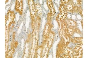 ABIN6265056 and ABIN6277707 at 1/100 staining human normal kidney tissue by IHC-P. (SH3G2 anticorps  (Internal Region))