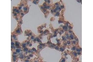 IHC-P analysis of Mouse Tissue, with DAB staining. (IL3RA anticorps  (AA 167-331))