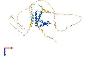 AlphaFold protein structure predicition of Mouse Recombinant Sox18 Protein, UniprotID P43680