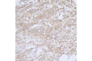 Immunohistochemistry (IHC) image for anti-Baculoviral IAP Repeat-Containing 6 (BIRC6) (C-Term) antibody (ABIN7453916)