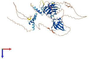 AlphaFold protein structure predicition of Mouse Recombinant Grhl1 Protein, UniprotID Q921D9