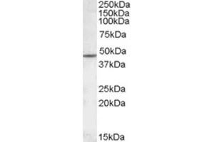 Western Blotting (WB) image for anti-Cholinergic Receptor, Nicotinic, beta 2 (Neuronal) (CHRNB2) (Internal Region) antibody (ABIN2466784) (CHRNB2 anticorps  (Internal Region))