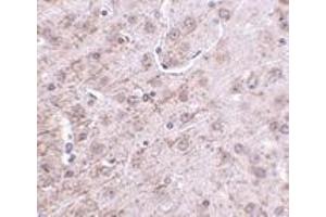 Immunohistochemistry of CRMP-1 in mouse brain tissue with CRMP-1 antibody at 2. (CRMP1 anticorps  (N-Term))