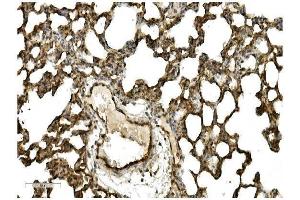 IHC analysis of Caveolin-2/CAV2 using anti Caveolin-2/CAV2 antibody (ABIN7601170). (Caveolin 2 anticorps  (AA 3-162))