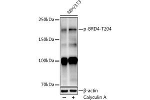 Western blot analysis of extracts of NIH/3T3 cells, using (ABIN7265948) at 1:1000 dilution. (BRD4 anticorps  (pThr204))