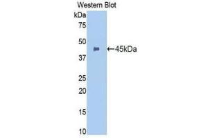 Western Blotting (WB) image for anti-Integrin alpha M (ITGAM) (AA 301-451) antibody (ABIN1174919) (CD11b anticorps  (AA 301-451))
