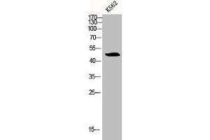 Western Blot analysis of K562 cells using Bag-4 Polyclonal Antibody