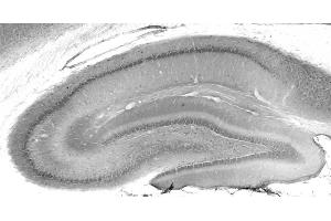 Adult rat hippocampus immunohistochemistry. (MESDC2 anticorps  (AA 30-95))