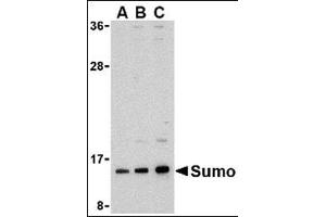 Western blot analysis of sumo in HL-60 cell lysate with this product at (A) 0. (SUMO1 anticorps  (N-Term))