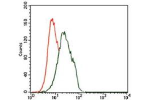 Image no. 5 for anti-Forkhead Box P1 (FOXP1) antibody (ABIN1491561) (FOXP1 anticorps)