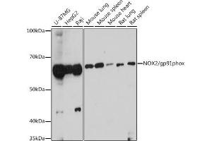 Western blot analysis of extracts of various cell lines, using NOX2/gp91phox antibody (ABIN6134041, ABIN6139300, ABIN6139301 and ABIN6216051) at 1:1000 dilution. (CYBB anticorps  (AA 100-200))