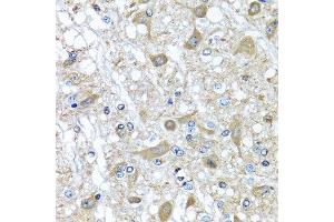 Immunohistochemistry of paraffin-embedded rat brain using SERPINA3 antibody.