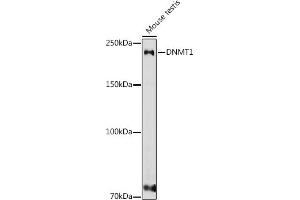 Western blot analysis of extracts of various cell lines, using DNMT1 antibody (ABIN7266810) at 1:1000 dilution.