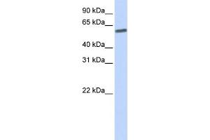 WB Suggested Anti-SENP3  Antibody Titration: 0.