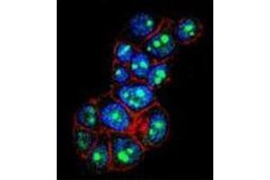Confocal immunofluorescent analysis of PYGO1 Antibody (C-term) Cat.
