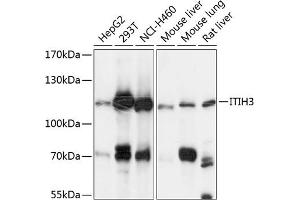 Western blot analysis of extracts of various cell lines, using ITIH3 antibody (ABIN6129777, ABIN6142595, ABIN6142596 and ABIN6225008) at 1:3000 dilution. (ITIH3 anticorps  (AA 35-180))