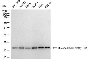 Western blotting analysis using Histone H3 (di methyl K9) antibody (ABIN7798957).