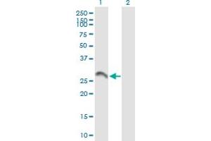 Western Blot analysis of BDNF expression in transfected 293T cell line by BDNF MaxPab polyclonal antibody. (BDNF anticorps  (AA 1-247))