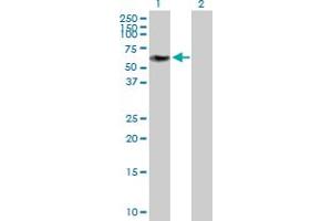 Western Blot analysis of ZNF490 expression in transfected 293T cell line by ZNF490 MaxPab polyclonal antibody. (ZNF490 anticorps  (AA 1-529))