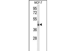 Western blot analysis of ELF3 Antibody (C-term) (ABIN653393 and ABIN2842854) in MCF-7 cell line lysates (35 μg/lane). (ELF3 anticorps  (C-Term))
