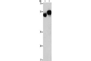 Western Blotting (WB) image for anti-Archaelysin Family Metallopeptidase 1 (AMZ1) antibody (ABIN2432515) (AMZ1 anticorps)