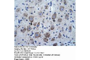 Human Brain (KCTD13 anticorps  (N-Term))