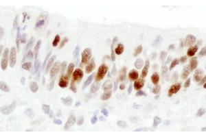 Immunohistochemistry (IHC) image for anti-Importin Subunit alpha-1 (KPNA2) (C-Term) antibody (ABIN7448767) (Importin Subunit alpha-1 (KPNA2) (C-Term) anticorps)