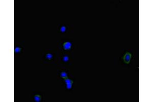 Immunofluorescent analysis of HepG2 cells using ABIN7161015 at dilution of 1:100 and Alexa Fluor 488-congugated AffiniPure Goat Anti-Rabbit IgG(H+L)