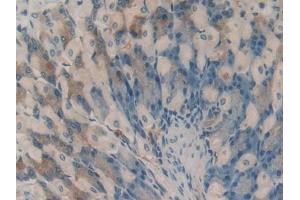 IHC-P analysis of Mouse Stomach Tissue, with DAB staining. (HAO1 anticorps  (AA 113-369))