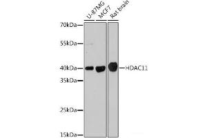 Western blot analysis of extracts of various cell lines using HDAC11 Polyclonal Antibody at dilution of 1:1000.