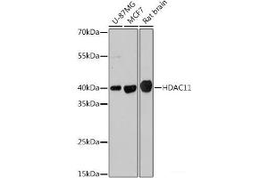 Western blot analysis of extracts of various cell lines using HDAC11 Polyclonal Antibody at dilution of 1:1000. (HDAC11 anticorps)