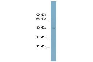 SLC30A8 antibody used at 1 ug/ml to detect target protein.