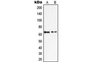 Western blot analysis of PIAS2 expression in KNRK (A), HepG2 (B) whole cell lysates. (PIAS2 anticorps  (N-Term))