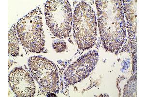 ABIN6277691 at 1/100 staining mouse testicular tissue sections by IHC-P. (Ephrin B2 anticorps  (C-Term))
