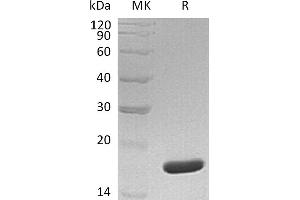 Greater than 95 % as determined by reducing SDS-PAGE.