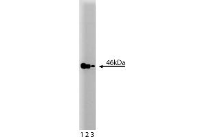 Western Blotting (WB) image for anti-Mitogen-Activated Protein Kinase Kinase 2 (MAP2K2) (AA 1-110) antibody (ABIN967846)