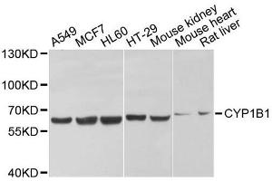 Western blot analysis of extracts of various cell lines, using CYP1B1 antibody.