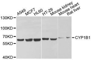 Western blot analysis of extracts of various cell lines, using CYP1B1 antibody. (CYP1B1 anticorps  (AA 1-260))
