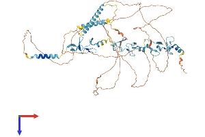 AlphaFold protein structure predicition of Mouse Recombinant Limd1 Protein, UniprotID Q9QXD8