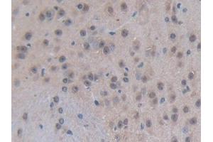 IHC-P analysis of Mouse Brain Tissue, with DAB staining. (p300 anticorps  (AA 2124-2397))