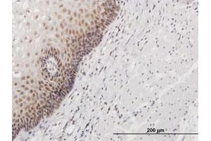 Immunoperoxidase of purified MaxPab antibody to HSPC111 on formalin-fixed paraffin-embedded human esophagus.