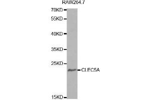 Western Blotting (WB) image for anti-C-Type Lectin Domain Family 5, Member A (CLEC5A) antibody (ABIN1871911) (CLEC5A anticorps)