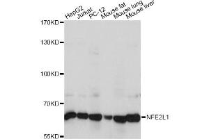 Western blot analysis of extracts of various cell lines, using NFE2L1 antibody (ABIN6293686) at 1:1000 dilution. (NFE2L1 anticorps)
