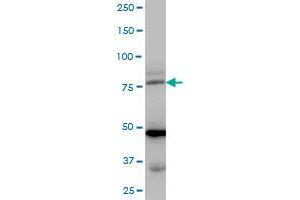 LDB3 MaxPab polyclonal antibody.