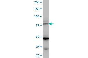 LDB3 MaxPab polyclonal antibody. (LIM Domain Binding 3 Protein anticorps  (AA 1-283))