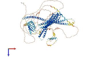 AlphaFold protein structure predicition of Human Recombinant JMY Protein, UniprotID Q8N9B5